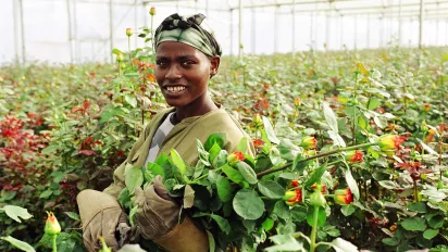 Worker in rose plantation in Ethiopia