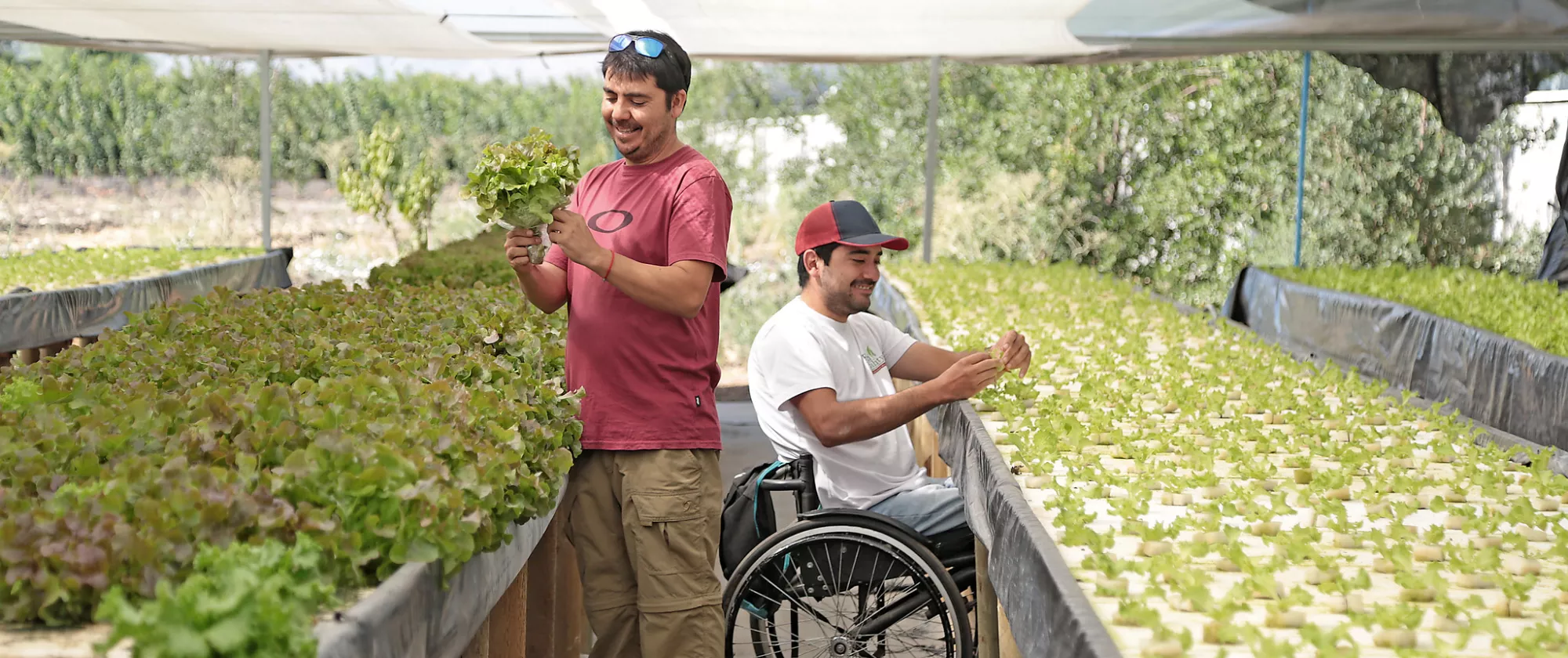 Farmer at work with his coworker (one of them on wheelchair) in a greenhouse