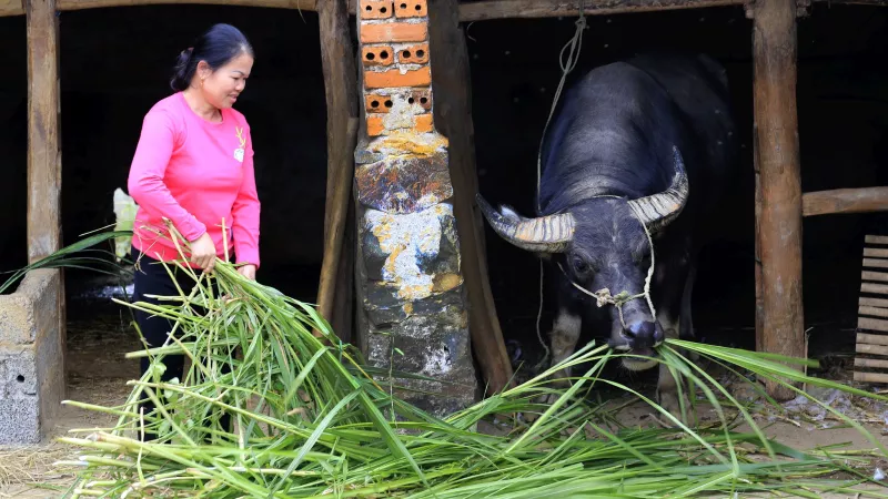 Farmer with buffalo - Viet Nam