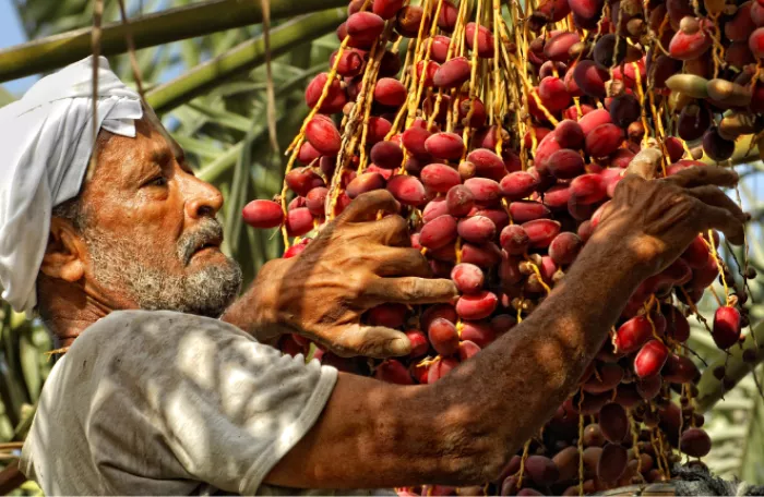 Man in dates plantation GCC Project