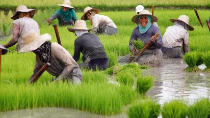 group of women working in rice field