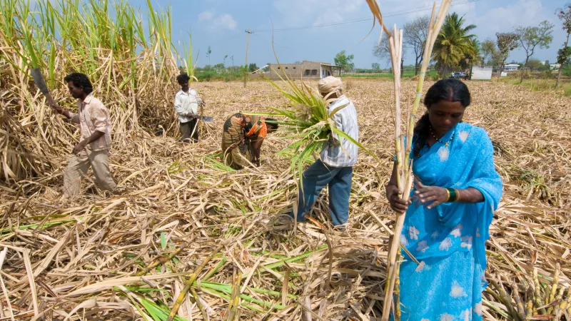 Farmers cultivating crops in a field in India