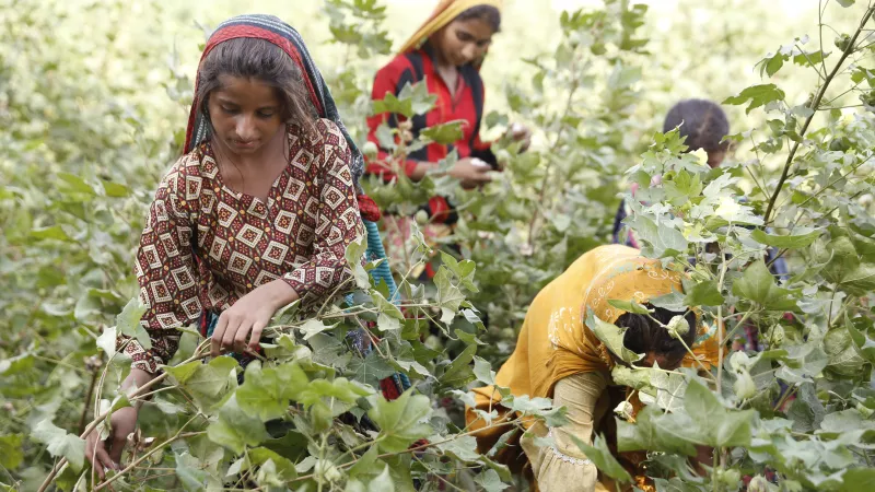 Young women picking cotton in a field in Pakistan